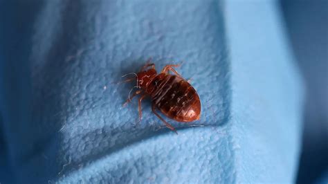 Bedbug panic is spreading across Europe. Here’s what travelers need to know